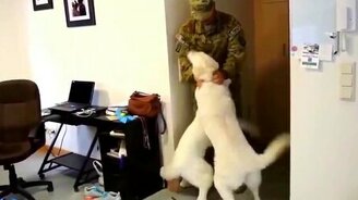 Радостные собаки встречают хозяев - смотреть видео (2:27)