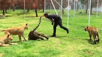 Парень играет с кошечками - смотреть видео (0:52)