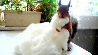 Белка утепляет жилище - смотреть видео (3:22)