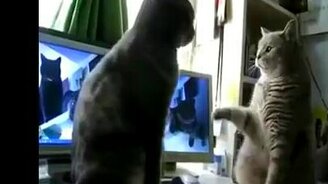 Кошки играют в ладушки - смотреть видео (1:31)