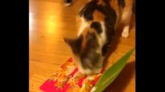 Кошка позаботилась о воображаемых котятах - смотреть видео (0:18)