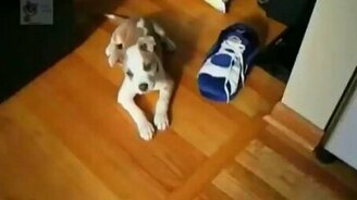 Чудные и смешные животные - смотреть видео (13:36)