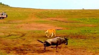 Львиное терпение лопнуло - смотреть видео (2:46)