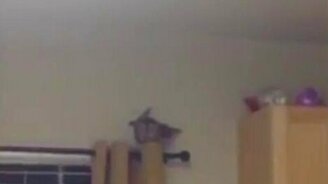 Хозяин дома против дикой совы - смотреть видео (1:04)