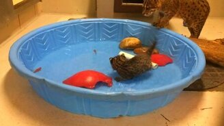 Рыболов из семейства кошачьих - смотреть видео (0:25)