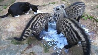 Они пить что ли не умеют? - смотреть видео (7:32)