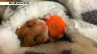 Хомяк в комфорте - смотреть видео (1:24)
