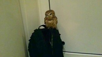 Сыч лает на собаку - смотреть видео (0:27)