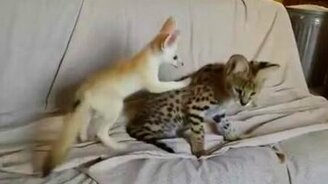 Сервал против фенека - смотреть видео (0:52)