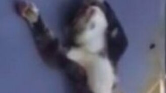 Кот дрыхнет на капоте - смотреть видео (0:22)