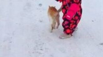 Коварное нападение кота сзади - смотреть видео (0:29)