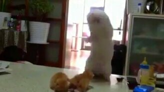 Позитив со зверушками - смотреть видео (3:02)