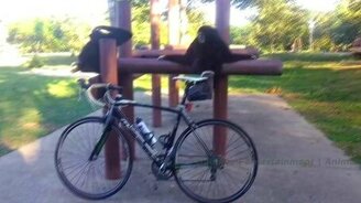 Гиббон на турнике - смотреть видео (1:12)