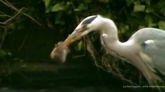 Цапля ловит крысу - смотреть видео (5:10)