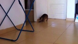 Провал кота с мухой - смотреть видео (0:42)