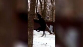 Дерево, отдай ветку! - смотреть видео (1:09)