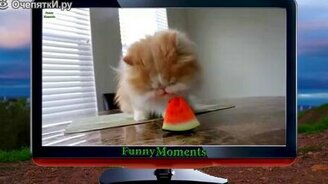 Зверушки поглощают арбуз - смотреть видео (2:20)