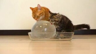 Котики и ледышка - смотреть видео (2:13)