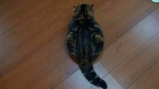 Мару в пластиковой коробочке - смотреть видео (0:54)