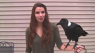 Говорящий африканский ворон - смотреть видео (1:05)