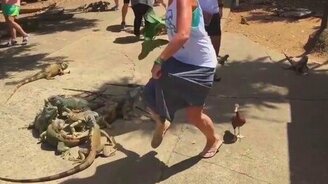 Утка напугала женщину - смотреть видео (0:11)