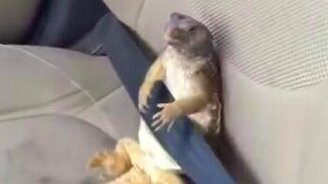 Экзотический пассажир - смотреть видео (0:15)