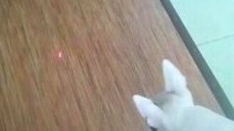 Бультерьер и лазерный огонёк - смотреть видео (0:37)