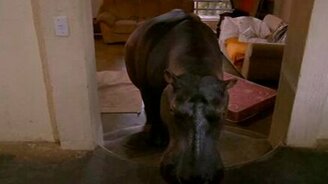 Бегемот в гостях у людей - смотреть видео (2:12)