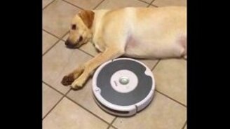 Пылесос донимает собаку - смотреть видео (0:36)