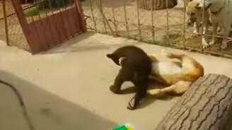 Медвежонок против собаки - смотреть видео (0:31)