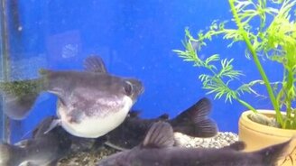 Рыба замахнулась на большой размер - смотреть видео (4:01)