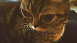 Инопланетная кошка - смотреть видео (1:06)