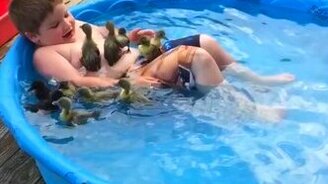 Утятки и мальчуган - смотреть видео (0:35)