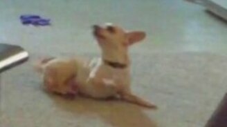 Пёсик-эквилибрист - смотреть видео (0:20)