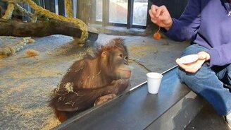 Обезьяне понравился фокус - смотреть видео (0:39)