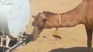 Сообразительный верблюд и бочка с водой - смотреть видео (1:39)