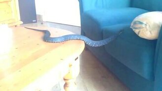 Непросто быть змеёй - смотреть видео (0:28)