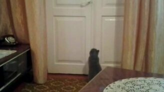 Кот открывает закрытую на ручку дверь - смотреть видео (0:09)