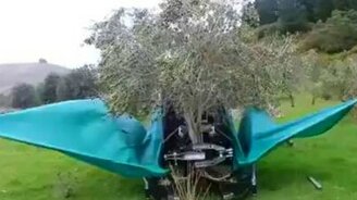 Как происходит промышленный сбор оливок - смотреть видео (0:32)