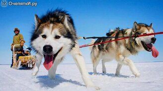 Познавательные факты о собаках - смотреть видео (2:41)