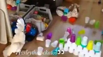 Попугай против пирамиды из стаканчиков - смотреть видео (1:05)