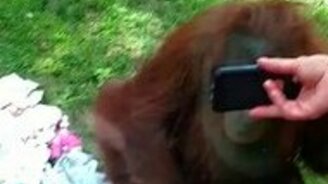 Орангутану показали кино - смотреть видео (1:16)