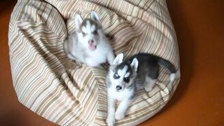 Задорные щенки хаски - смотреть видео (2:49)