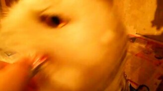 Полярная сова и сипуха - смотреть видео (1:01)