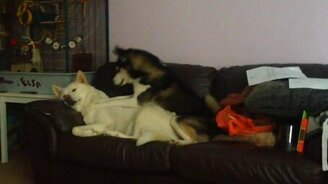 Собака достаёт своего приятеля - смотреть видео (2:29)