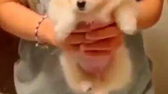 Первый урок плавания - смотреть видео (0:15)