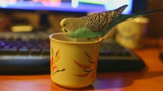 А говорить в чашку прикольно! - смотреть видео (1:17)