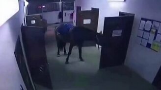 Конь снял дверь с петель - смотреть видео (0:49)