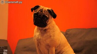 Собаки против страшного паука - смотреть видео (1:36)