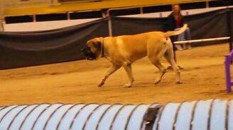 Неспешный мастиф на состязании - смотреть видео (1:34)